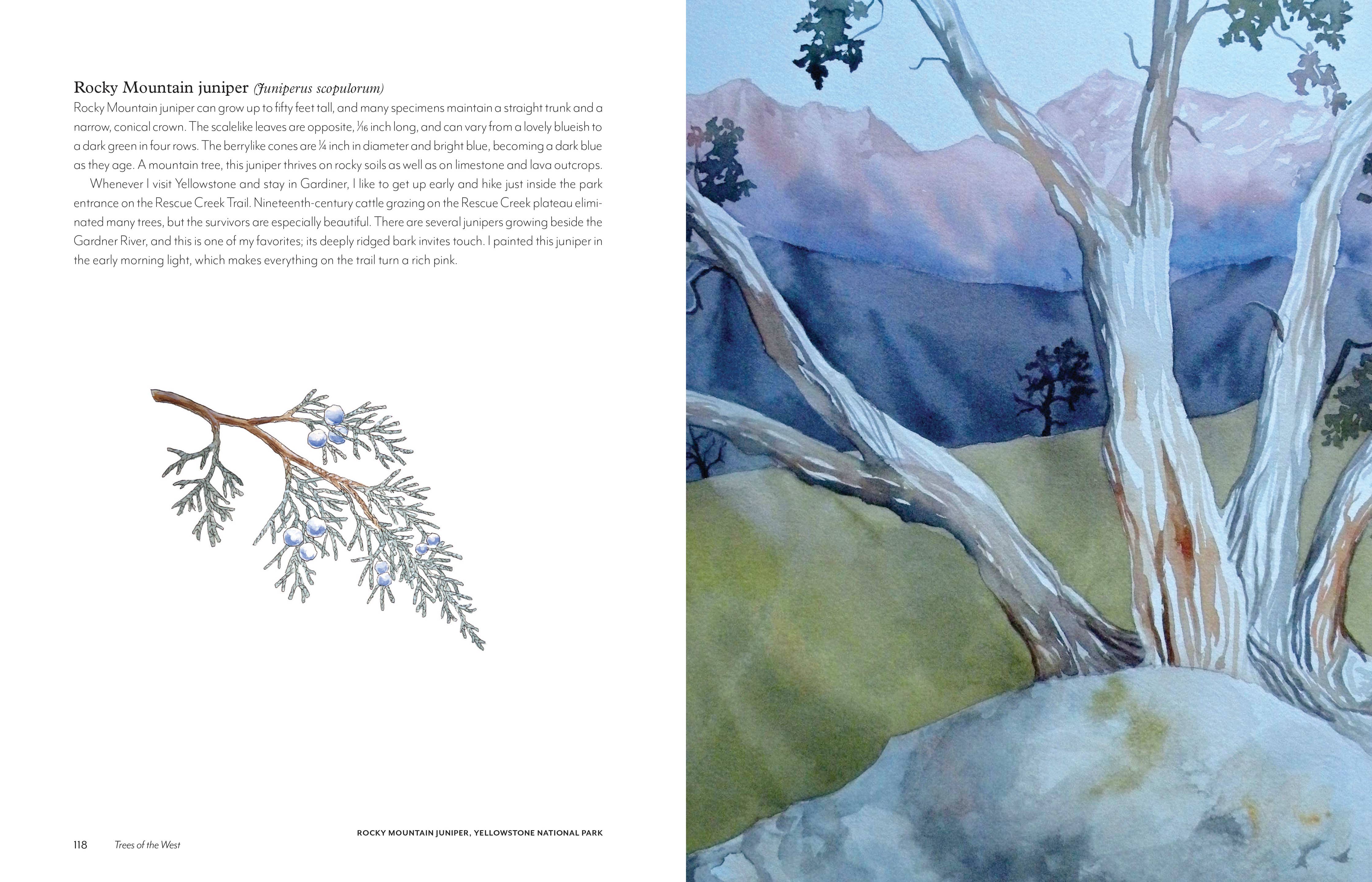 Image of open book with illustration of tree and juniper leaf.