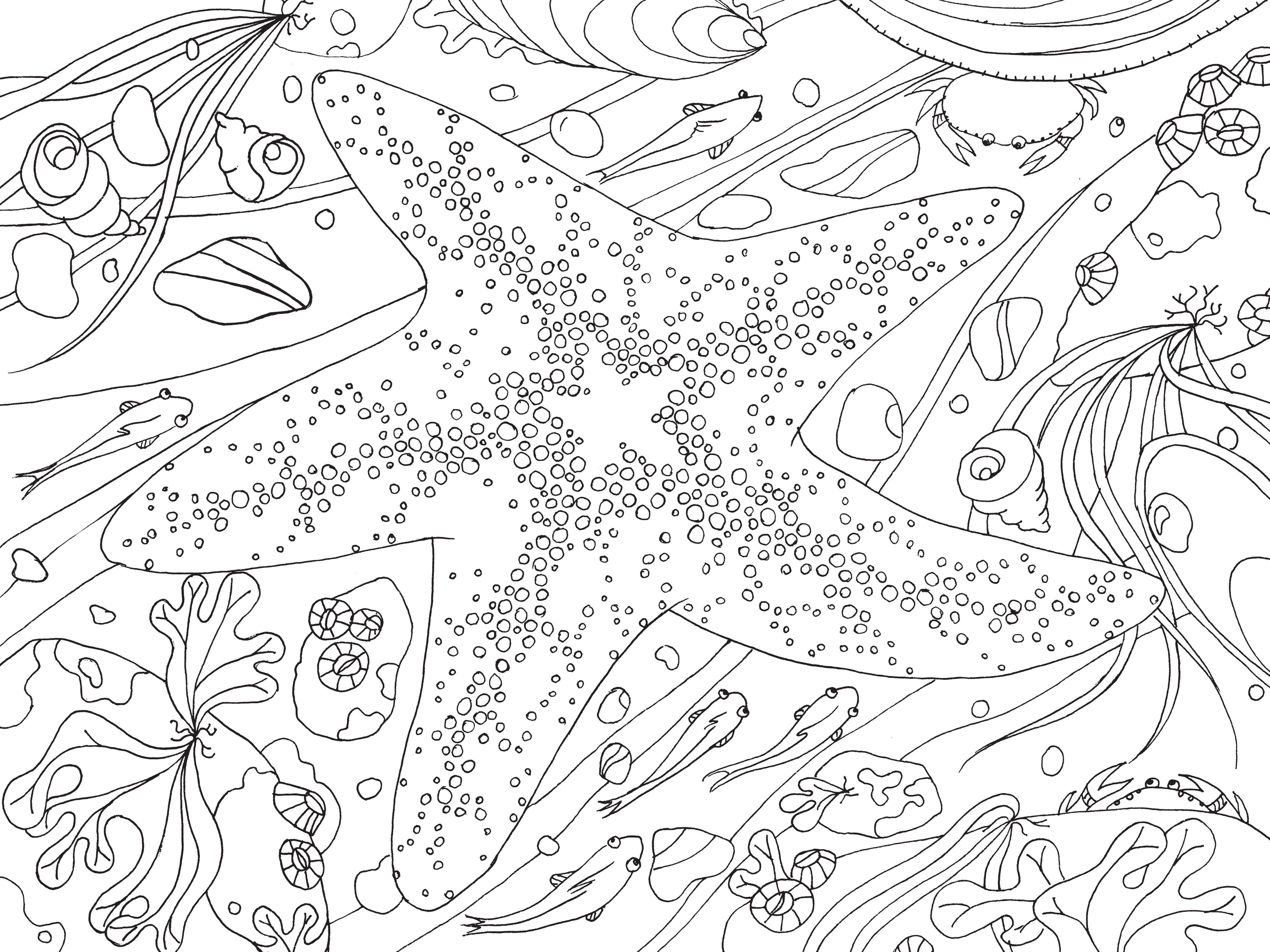 Blank Starfish scene to color