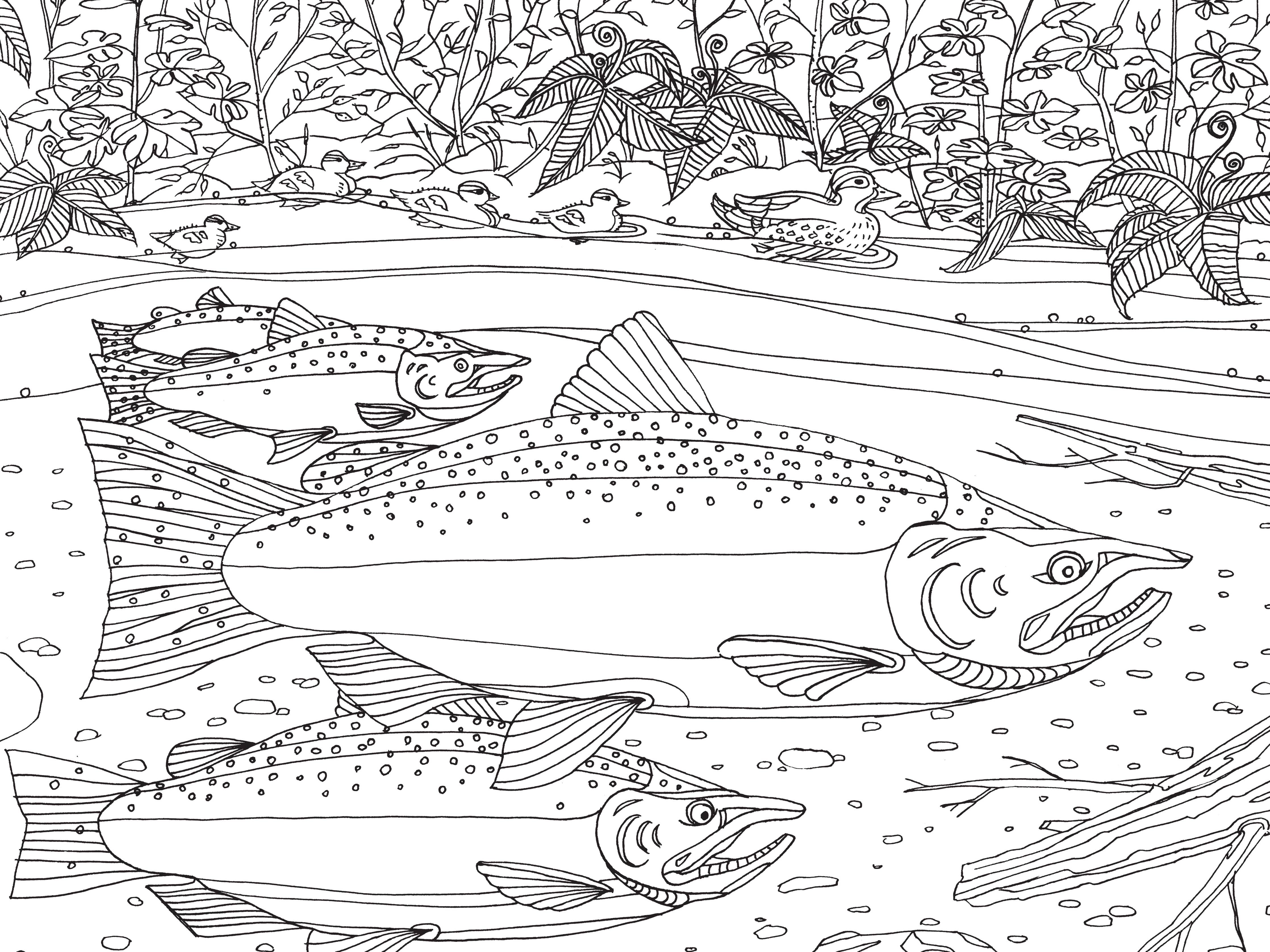 Coloring page with salmon scene