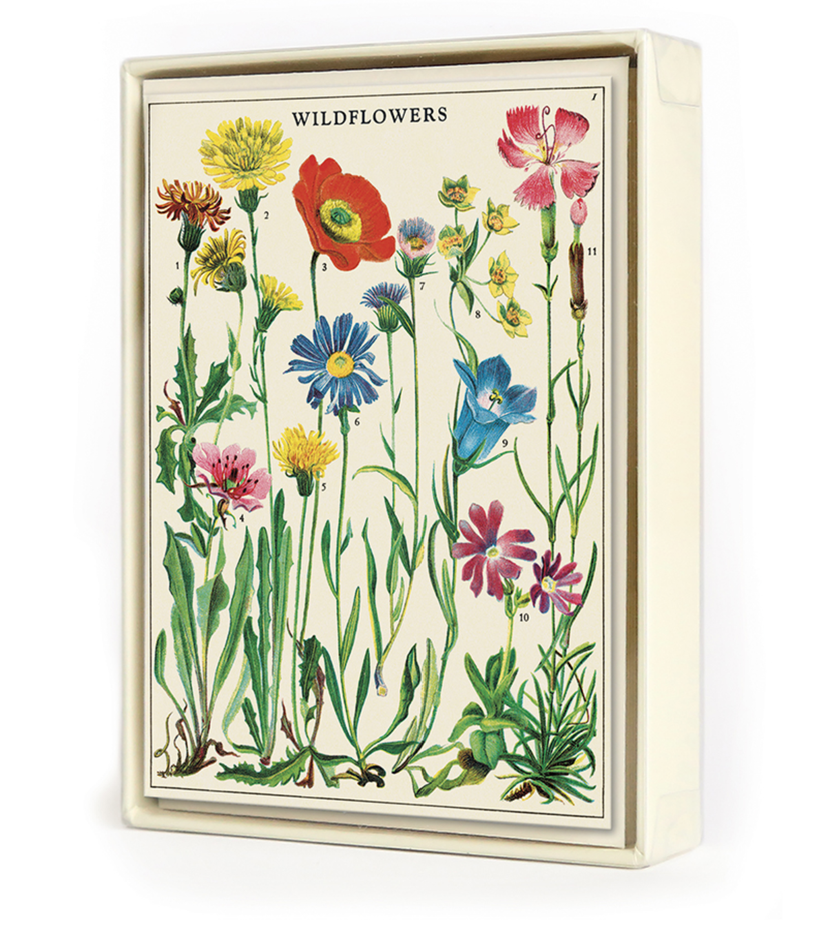 Wildflower Boxed Notecards