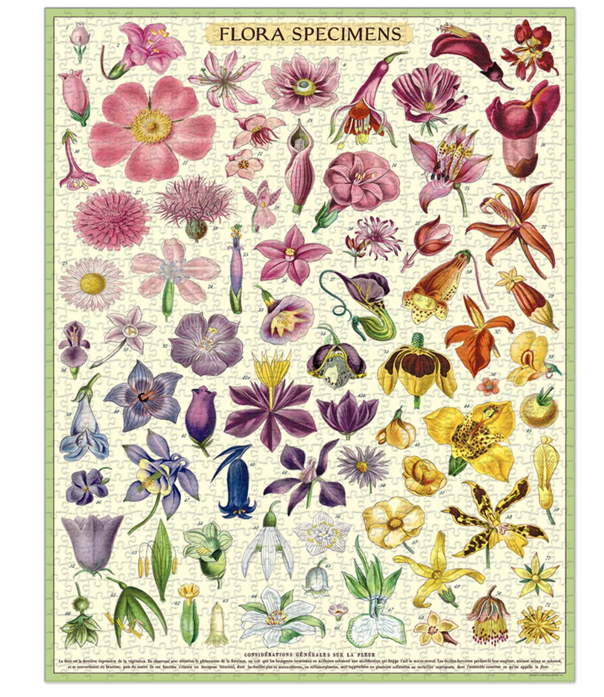 Flora Specimen Puzzle